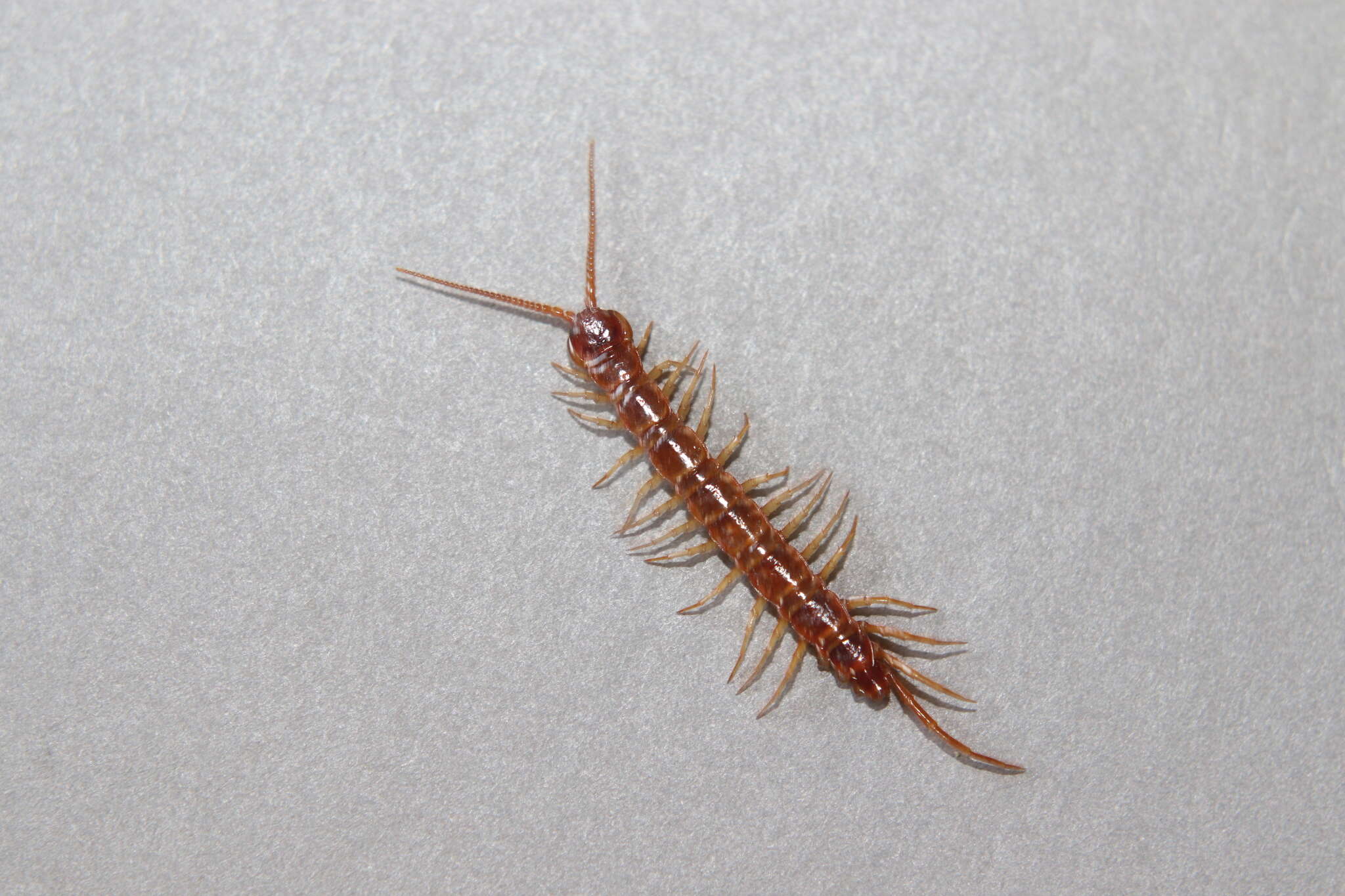 Image of Common centipede