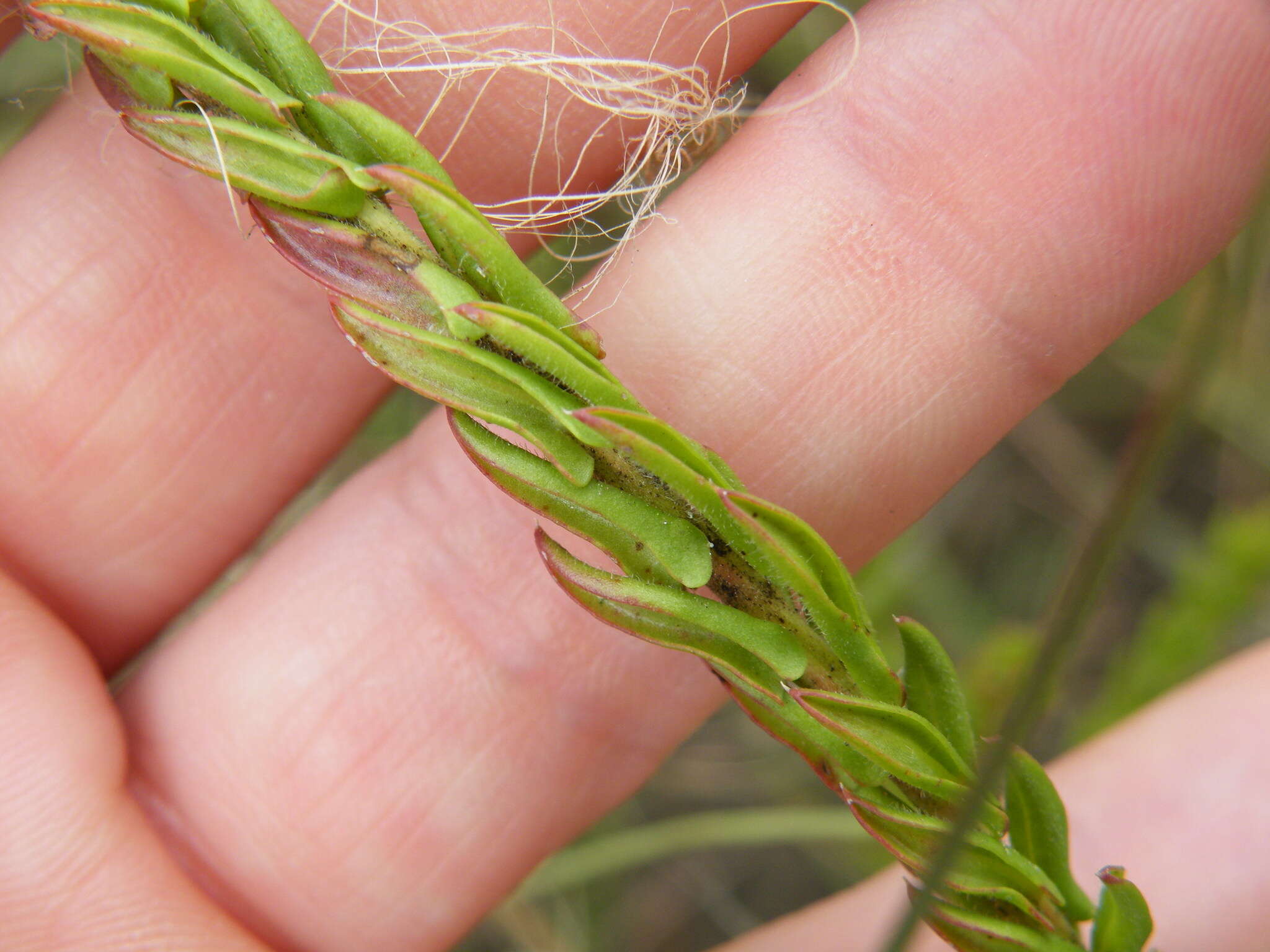 Plancia ëd Ammannia sagittifolia (Sond.) S. A. Graham & Gandhi