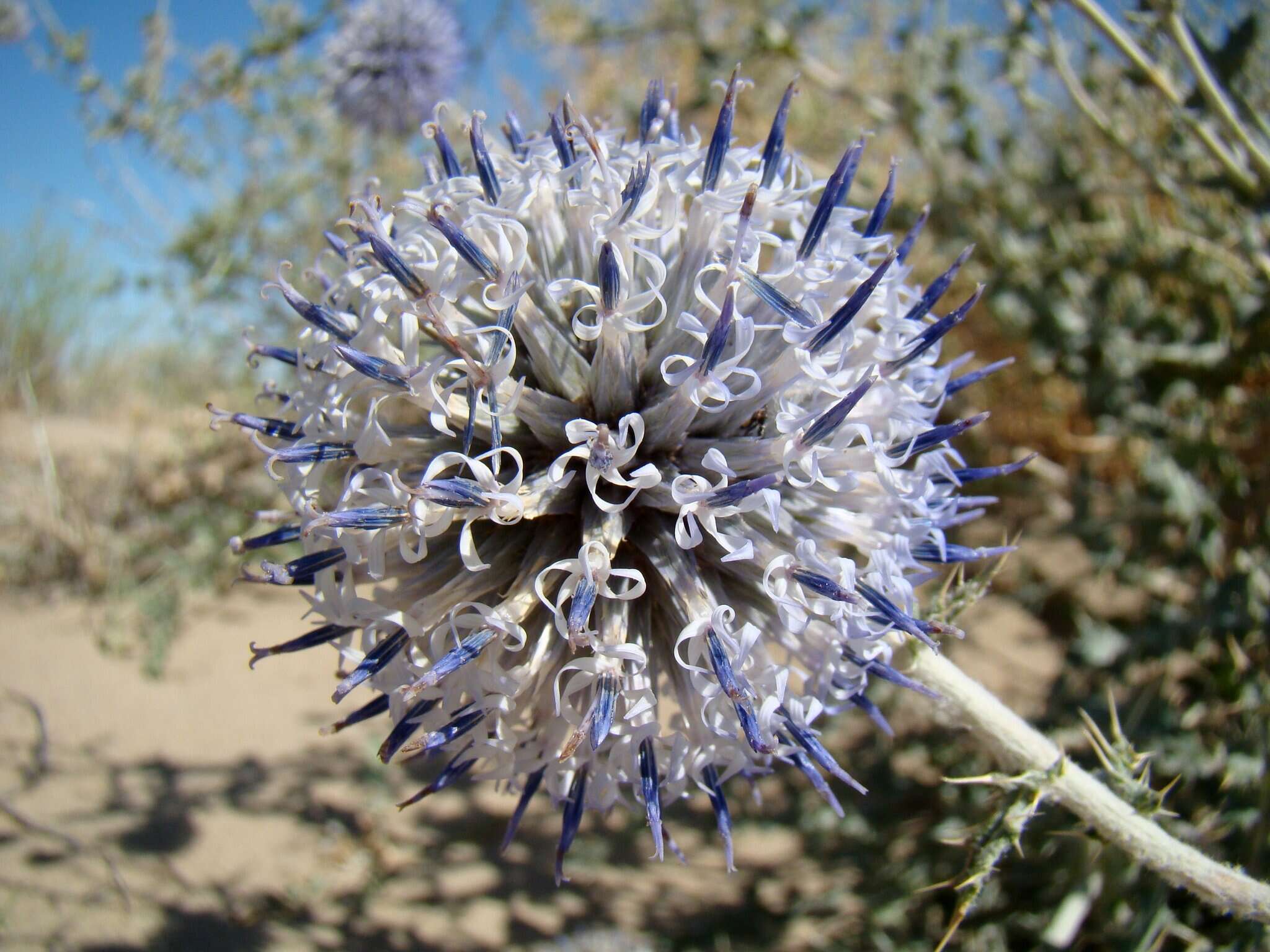 Image of Echinops albicaulis Kar. & Kir.