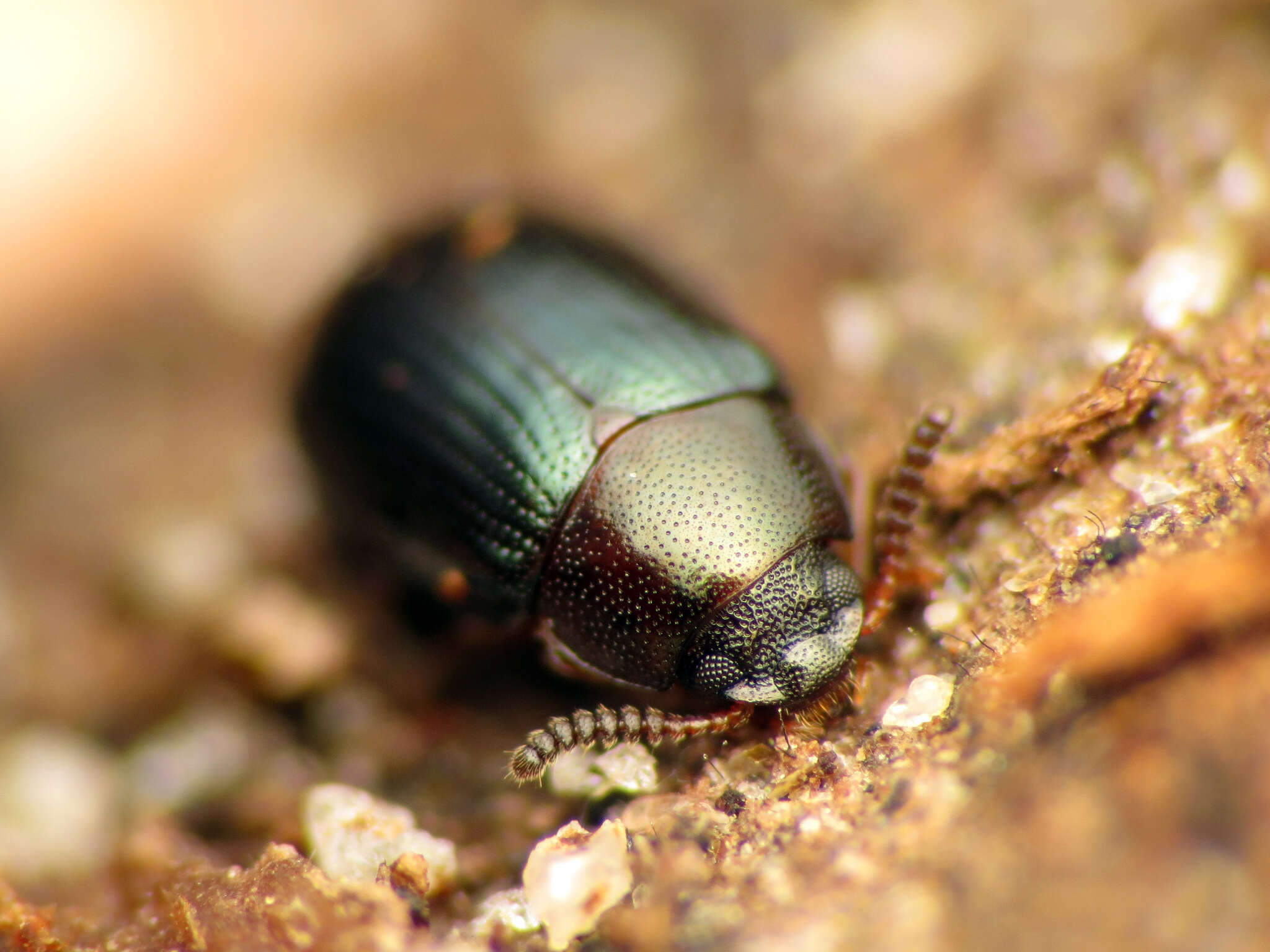 Image de Neomida bicornis (Fabricius 1777)