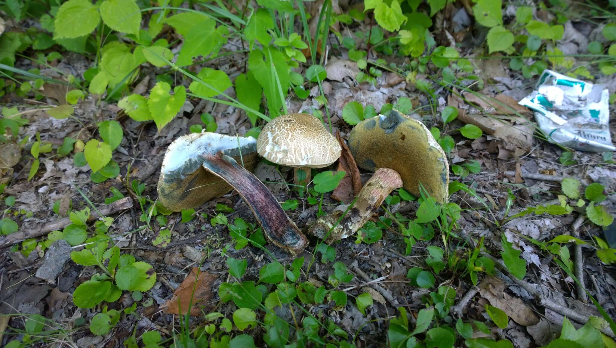 Слика од Caloboletus inedulis (Murrill) Vizzini 2014