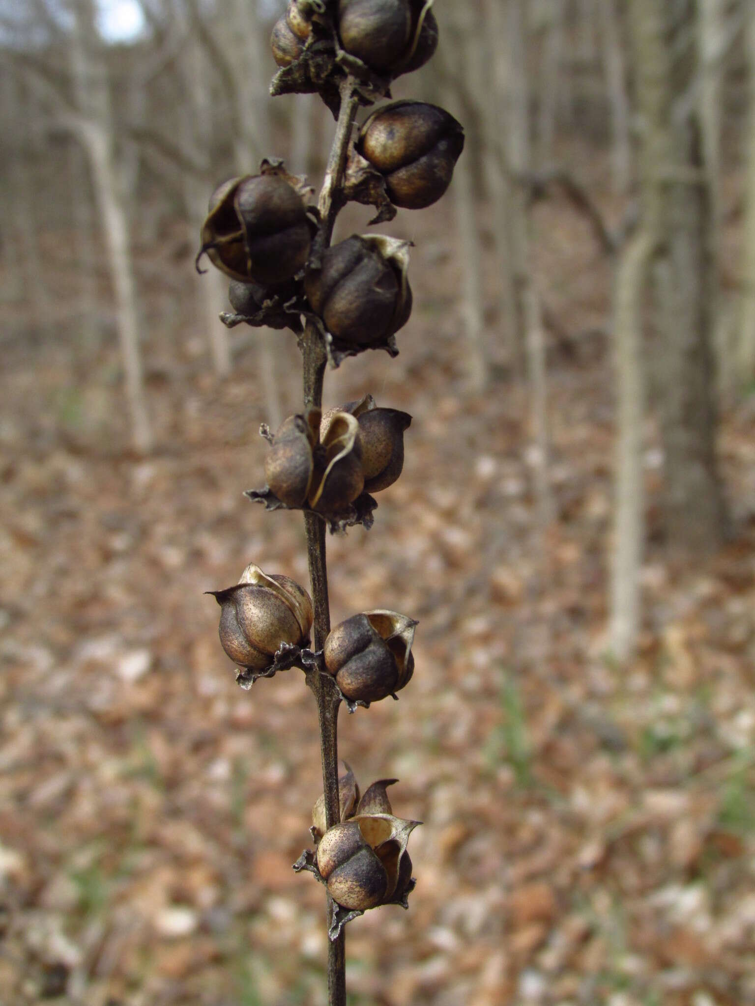 Image of Dasistoma macrophyllum (Nutt.) Raf.