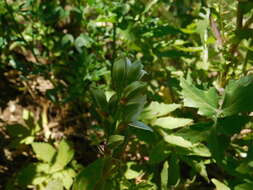 Image of Chloraea membranacea Lindl.