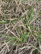 Image of Big Carpet Grass