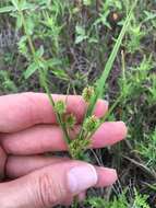Image of pine barren flatsedge