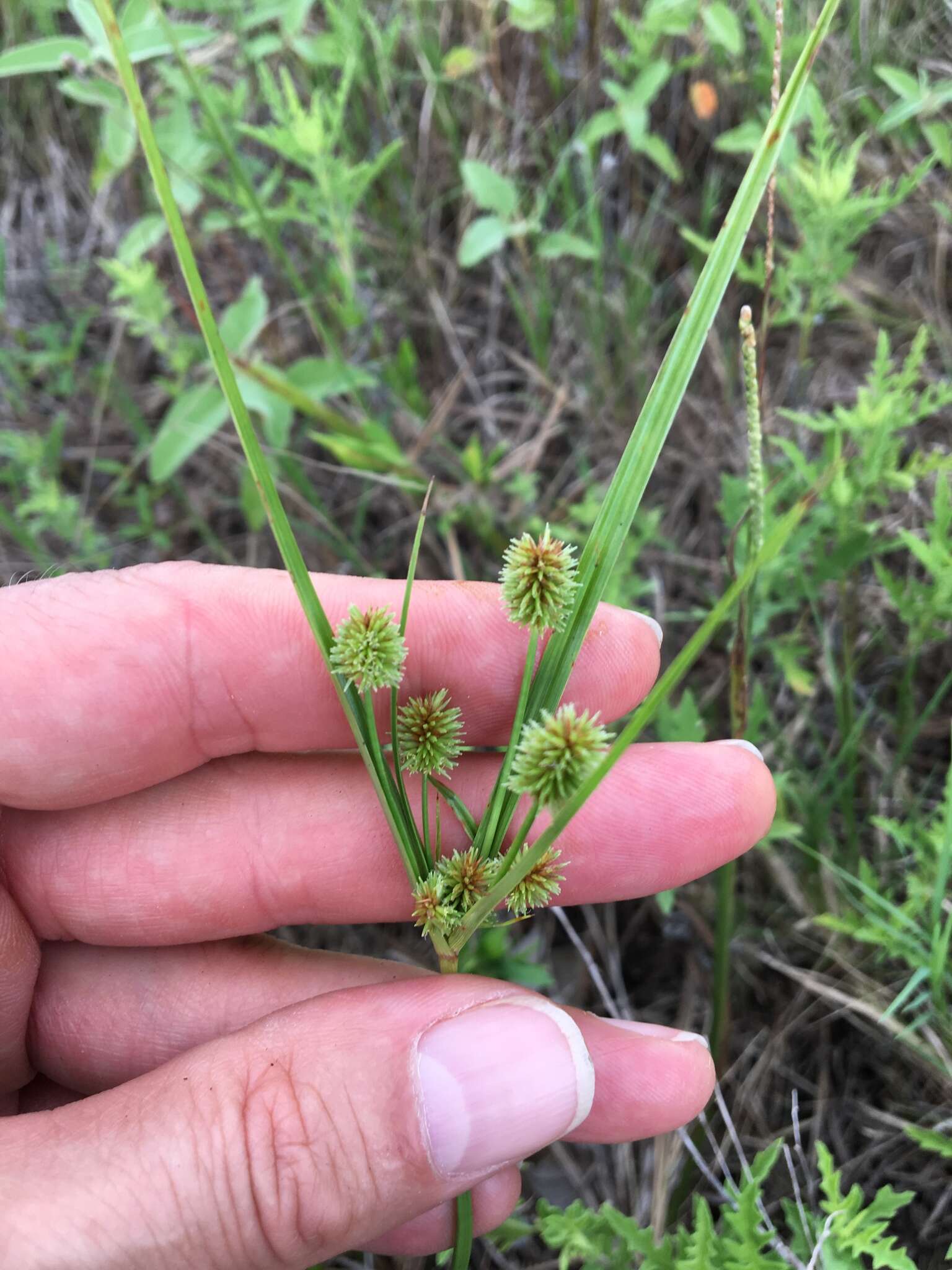 Image of pine barren flatsedge
