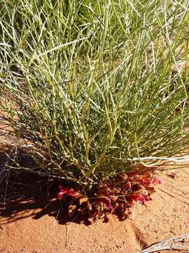 Image of Leptosema chambersii F. Muell.