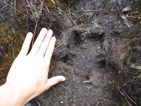 Image of Andean Tapir