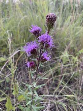 Image of Nieuwland's blazing star