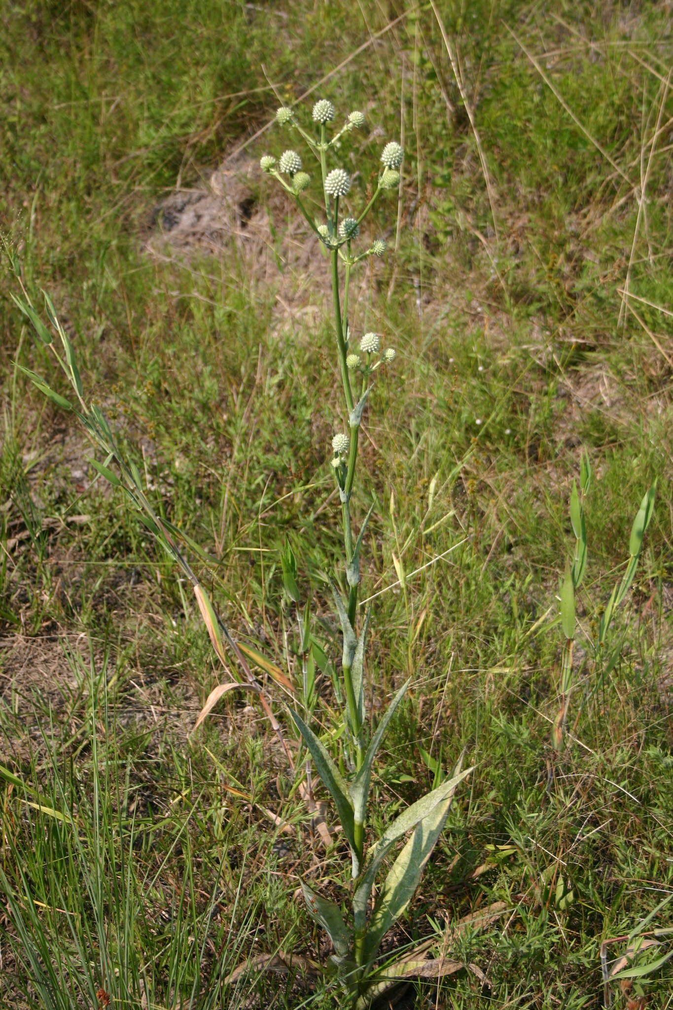 Eryngium yuccifolium var. yuccifolium resmi