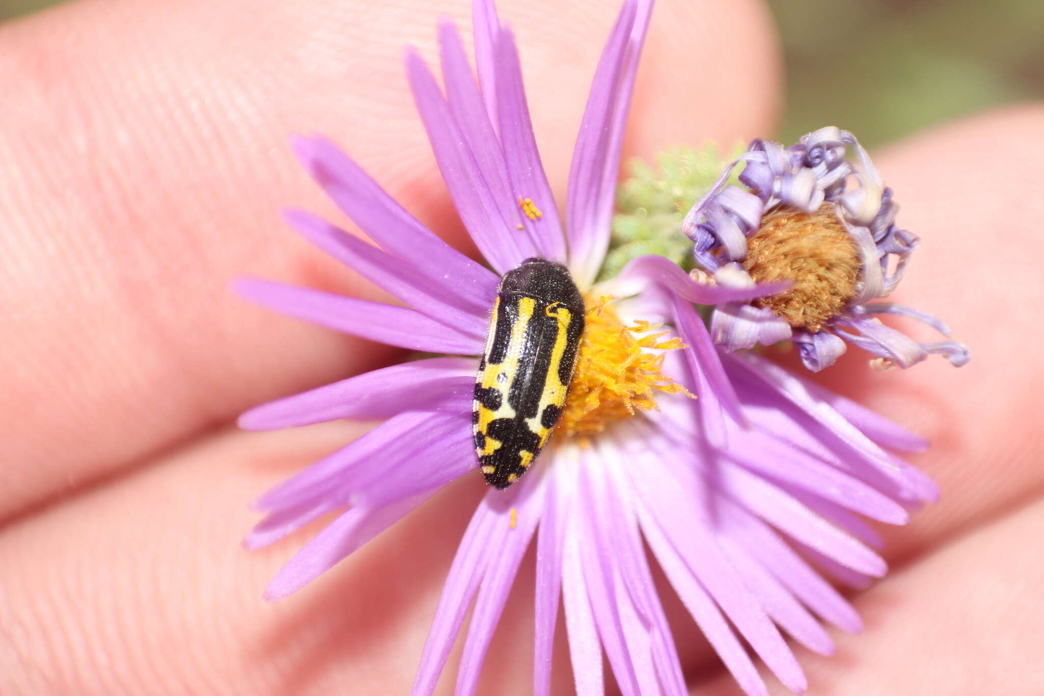 Image of Acmaeodera scalaris Mannerheim 1837