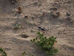 Plancia ëd Anthia (Termophilum) duodecimguttata Bonelli 1813