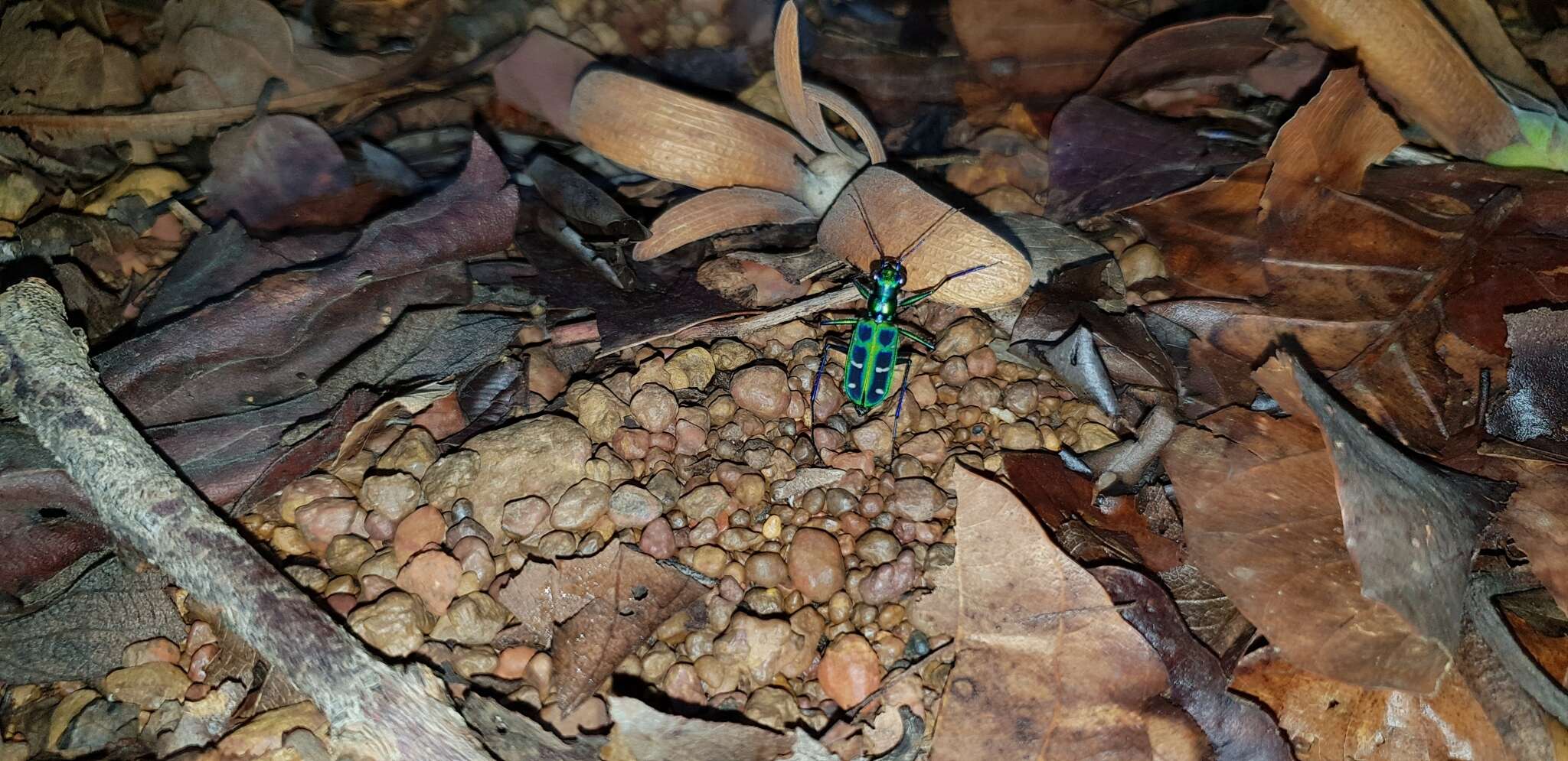 Imagem de Cicindela (Cosmodela) barmanica Gestro 1893