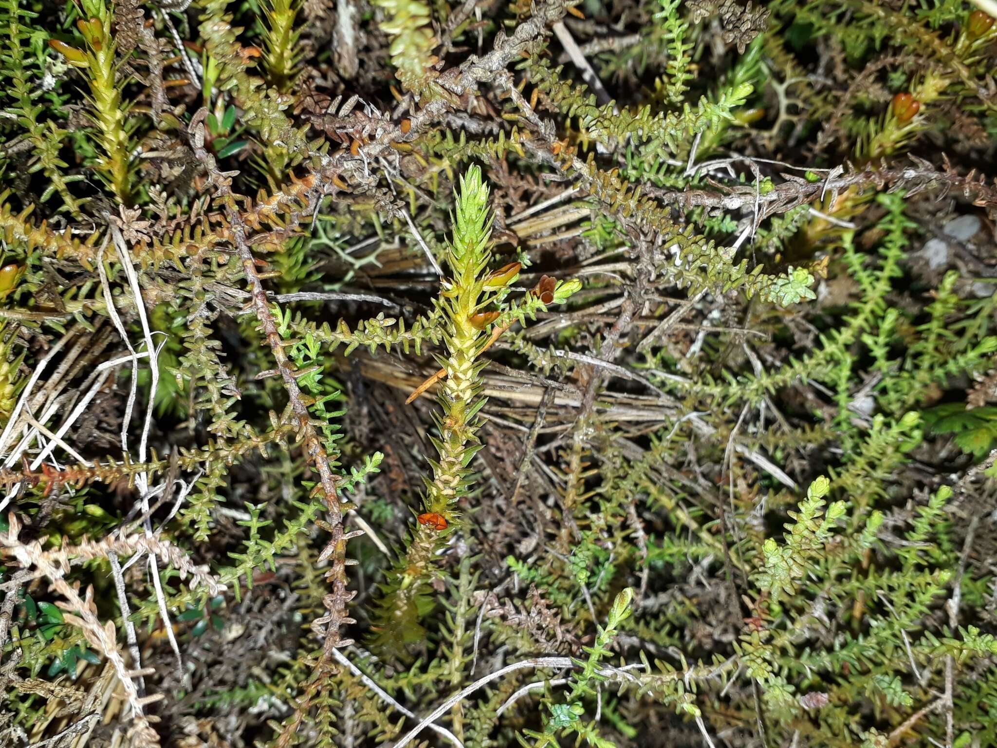 Image of Huperzia australiana (Herter) Holub