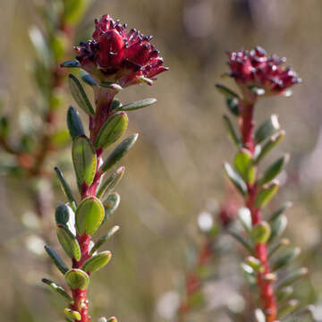 Image of Adenandra viscida Eckl. & Zeyh.