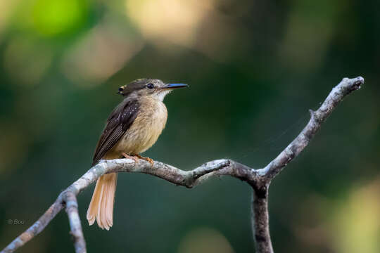 Image of <i>Onychorhynchus coronatus mexicanus</i>