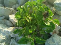 Imagem de Ageratum maritimum Kunth