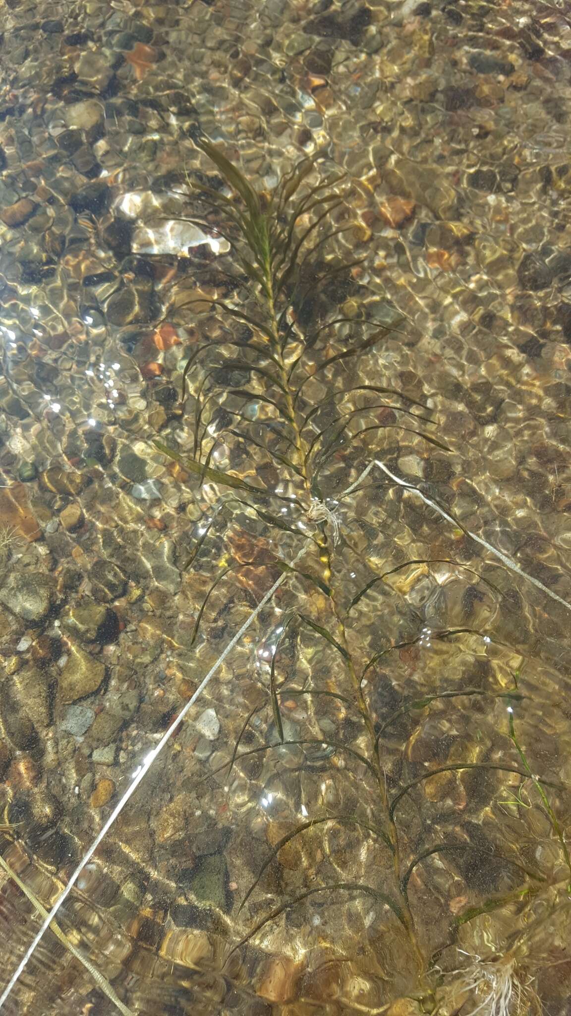 Image of Robbins' pondweed