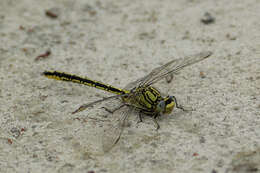 Image of Western Clubtail