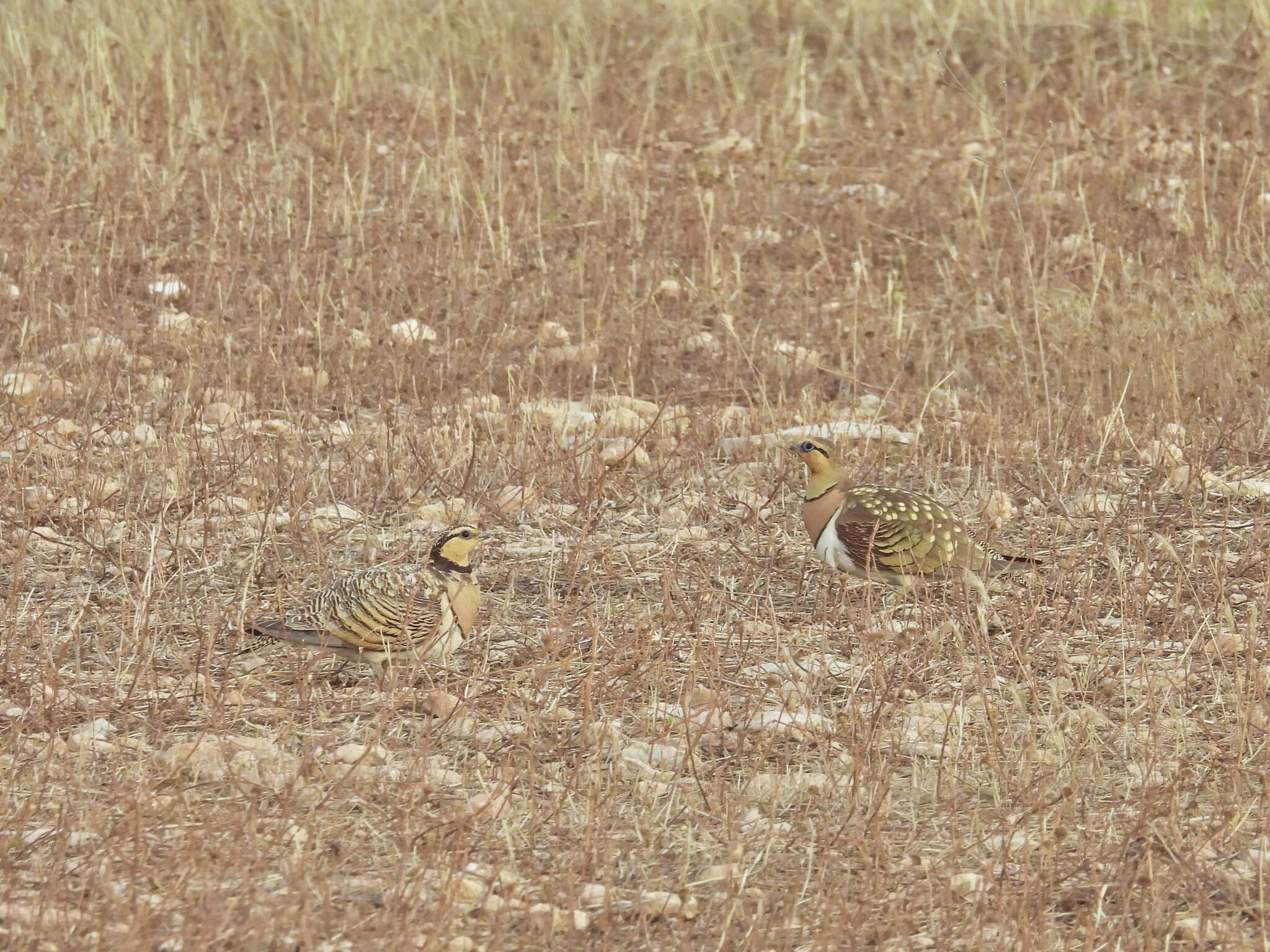 Image of Pin-tailed Sandgrouse