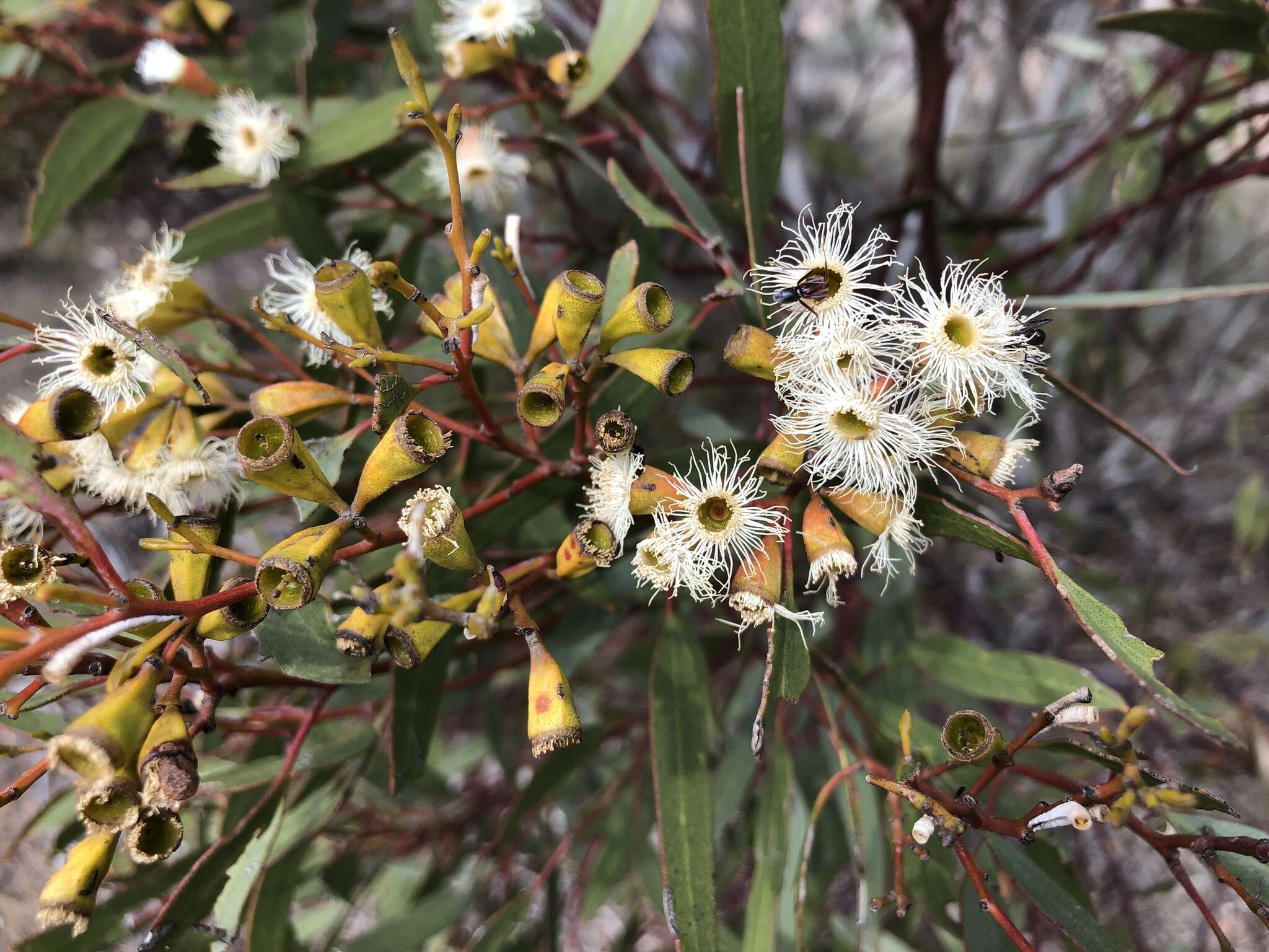 Image of Gooseberry Mallee