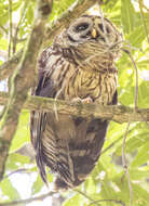 Image of Fulvous Owl