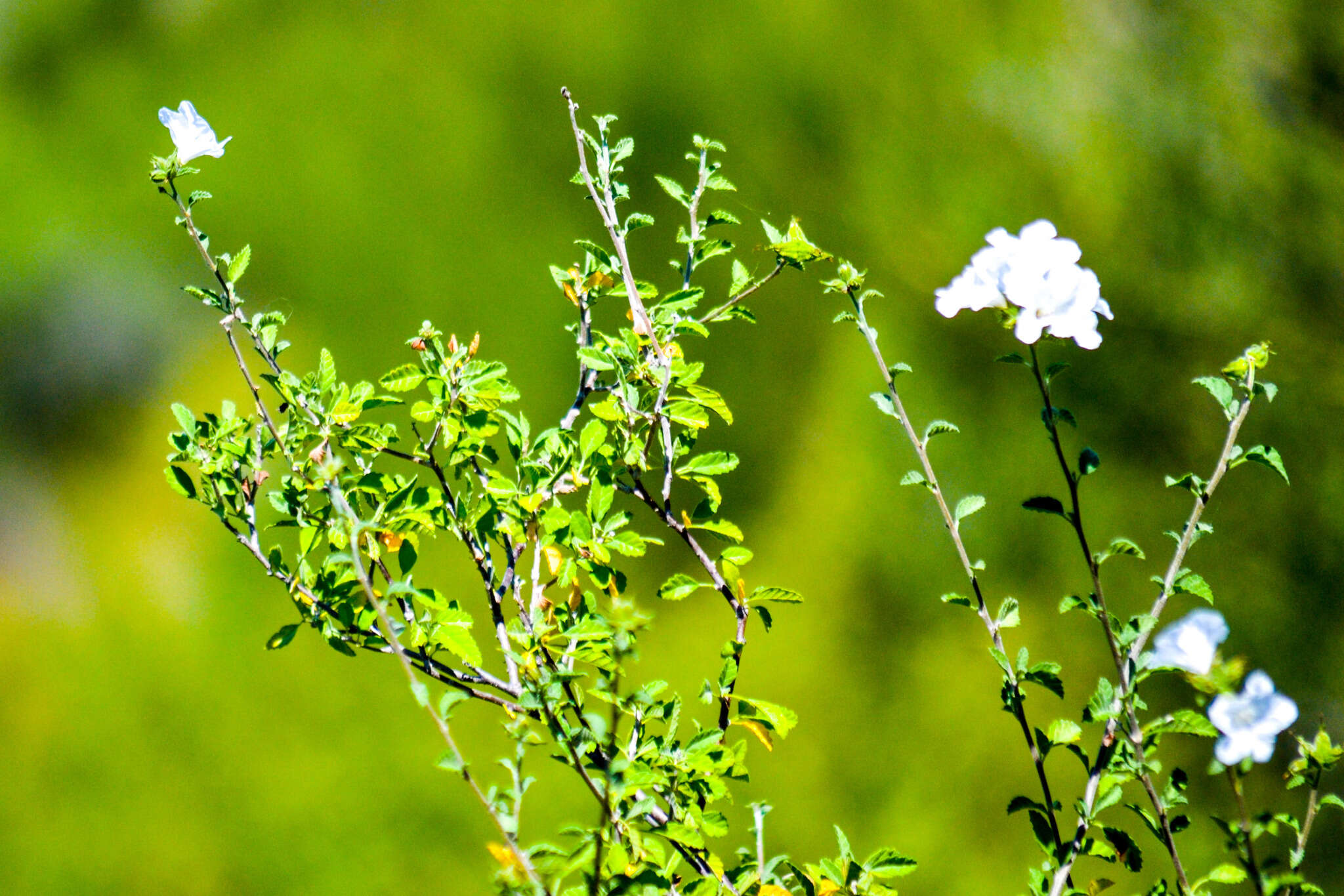 Cordia parvifolia A. DC. resmi