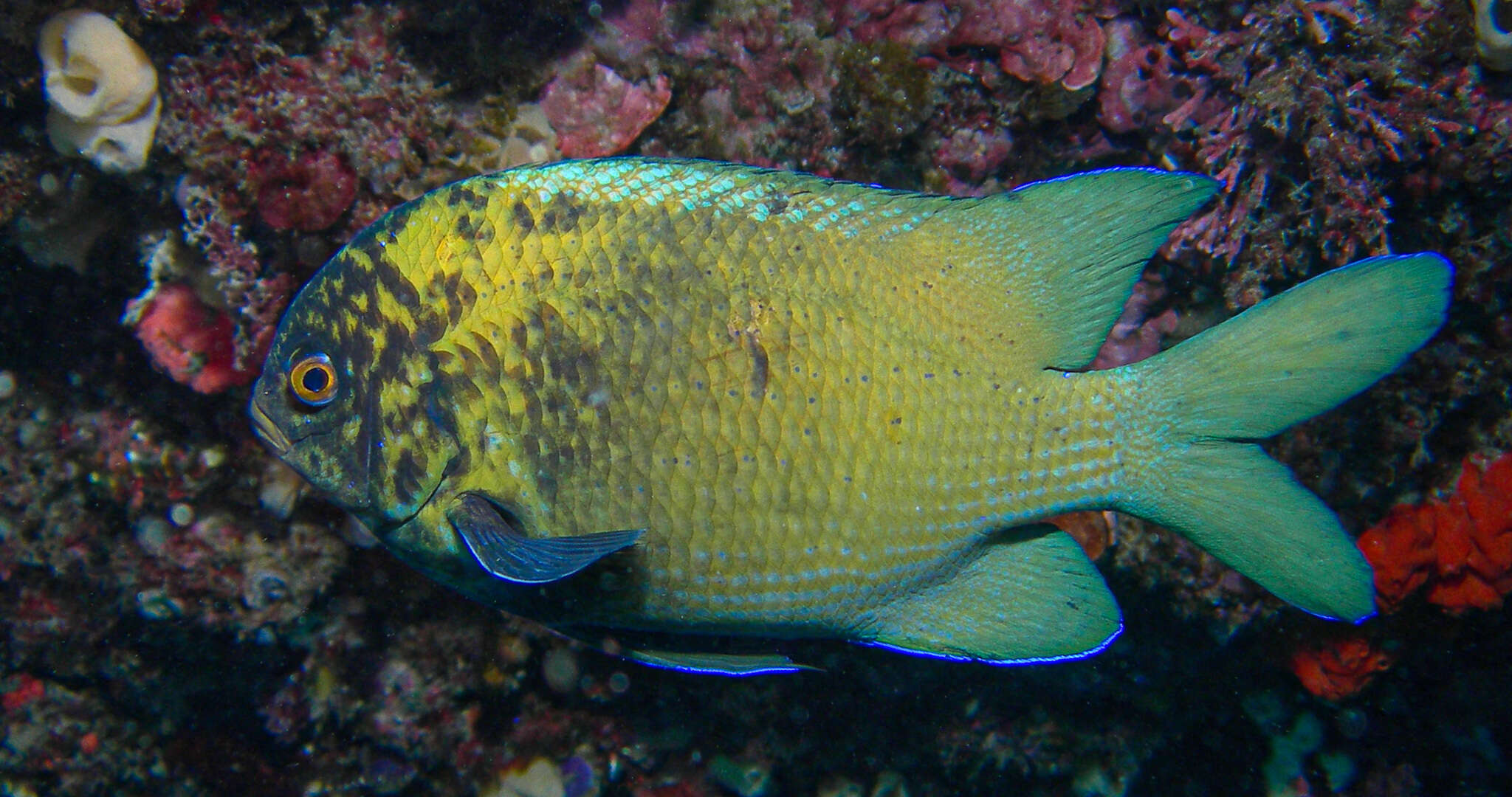 Image of Common scalyfin