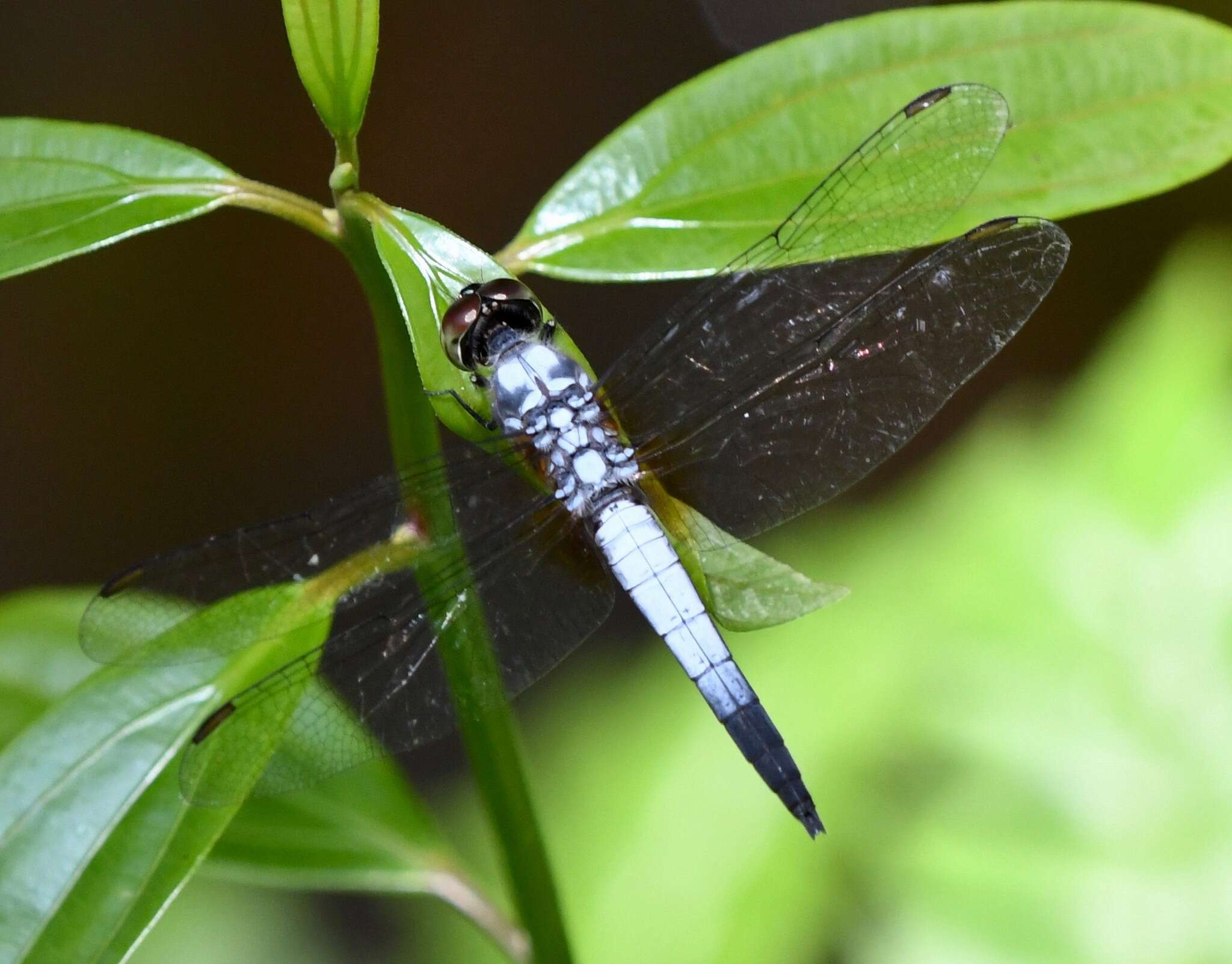 Слика од Aethriamanta gracilis (Brauer 1878)