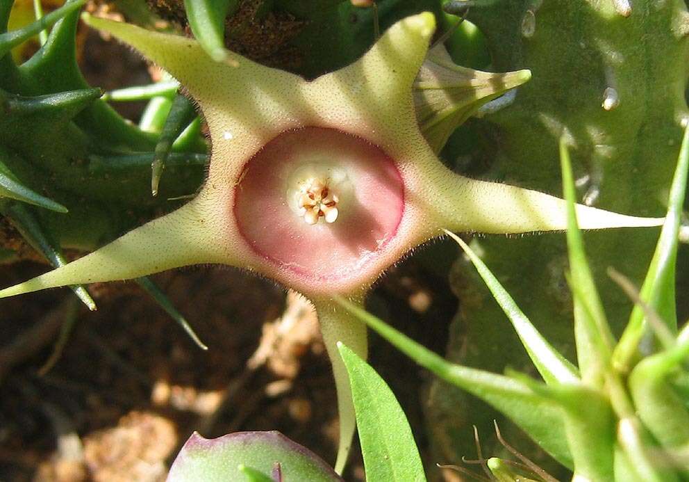 Plancia ëd Ceropegia verekeri subsp. verekeri