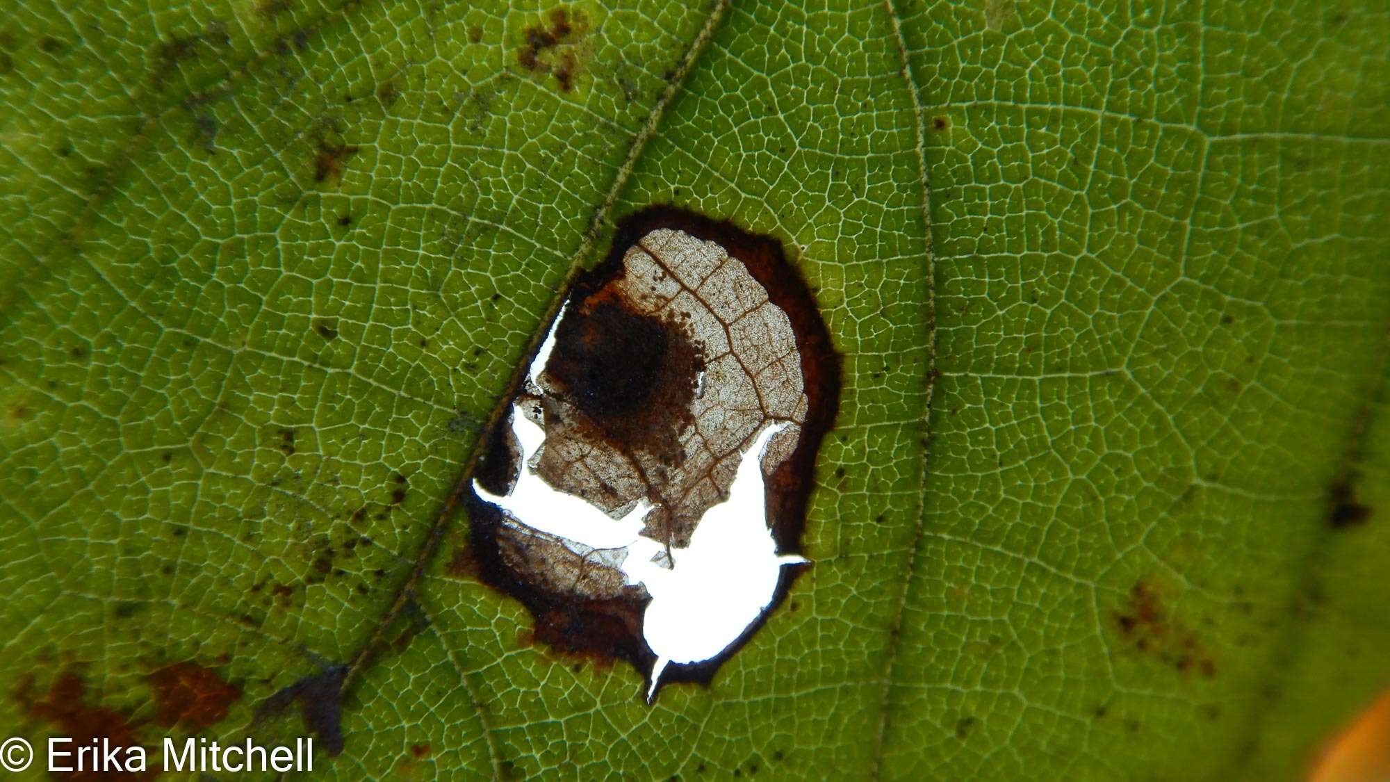 Image of <i>Aspilanta oinophylla</i> van Nieukerken & Wagner 2012