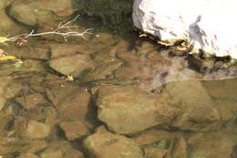 Image of Oaxaca cichlid