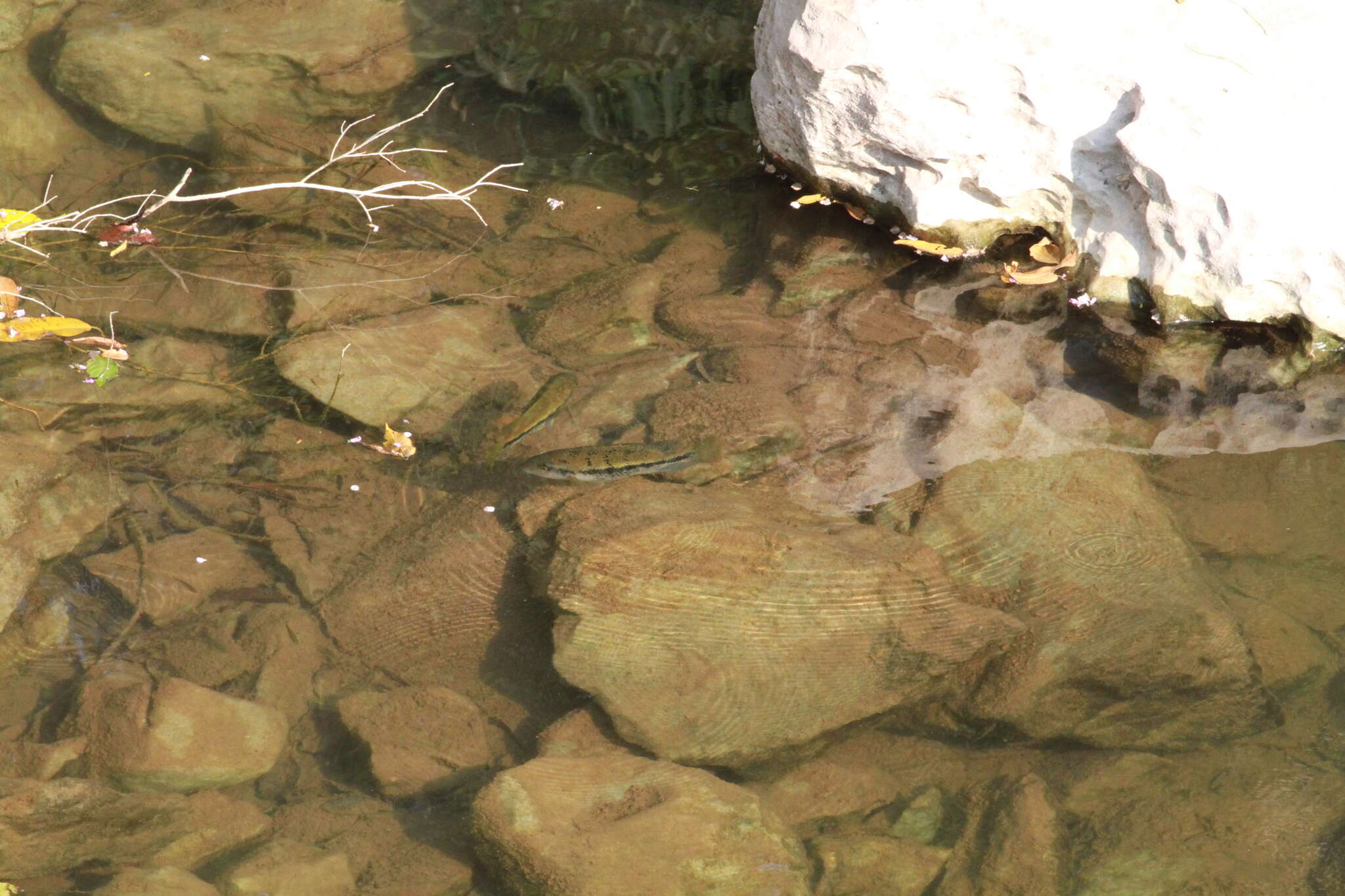 Image of Oaxaca cichlid