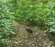 Image of Red-legged Pademelon