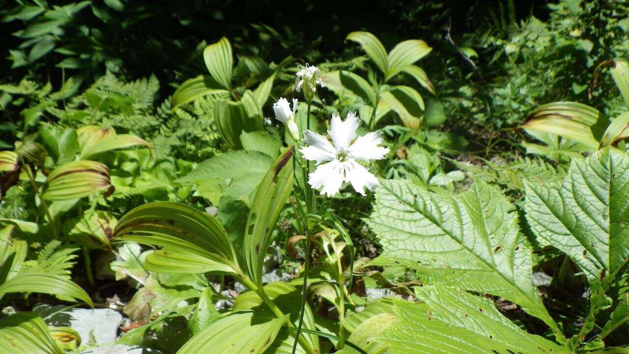 Image of Silene gracillima Rohrb.