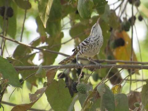 Image of Stripe-backed Wren