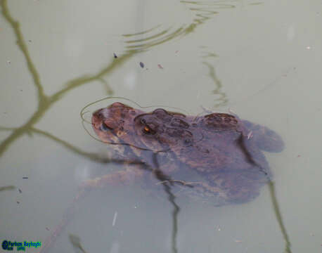 Image of Eichwald's Toad