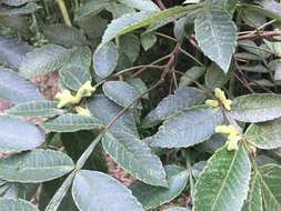 Image de Rhus chinensis Mill.