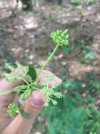 Image of pale Indian plantain