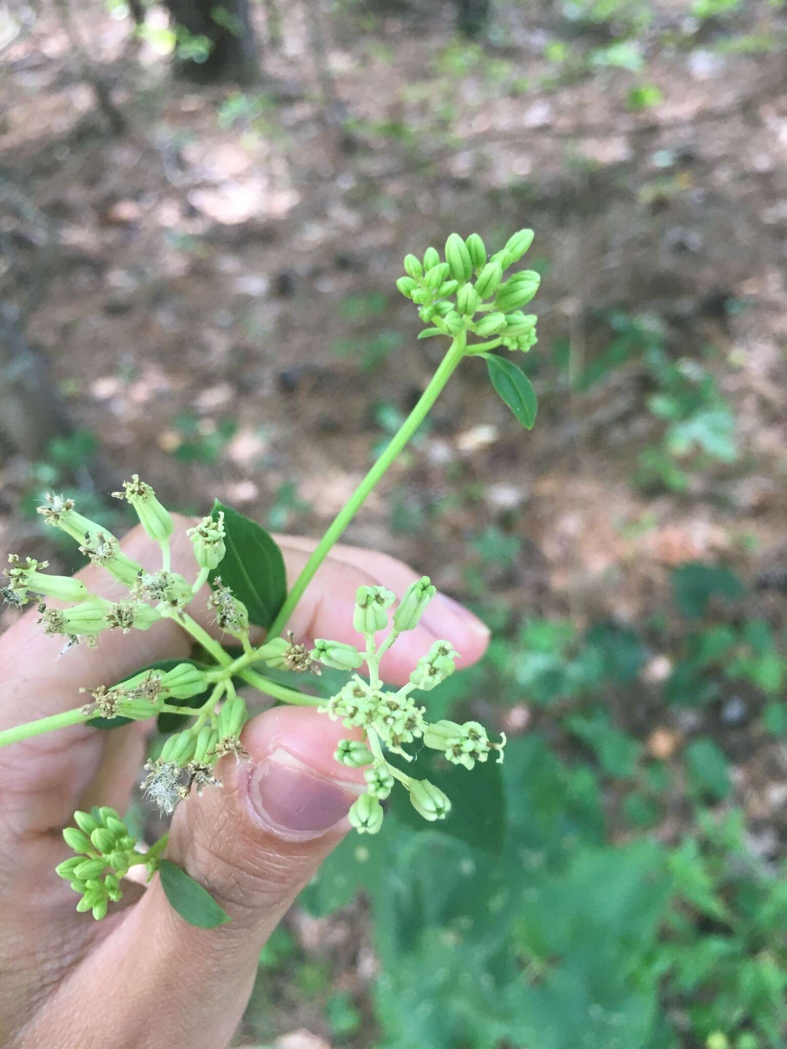 Image of pale Indian plantain