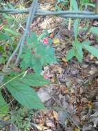 Image de Indigofera adenoides Baker fil.