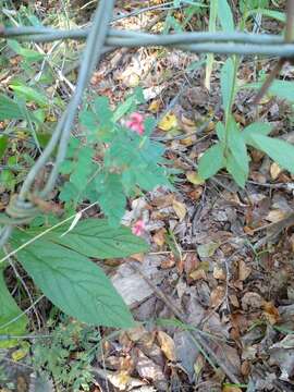 Image de Indigofera adenoides Baker fil.