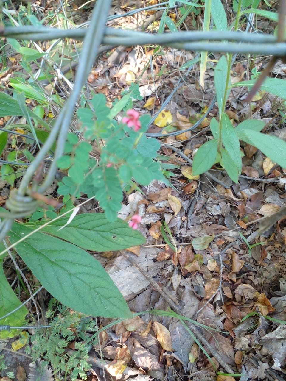 Sivun Indigofera adenoides Baker fil. kuva