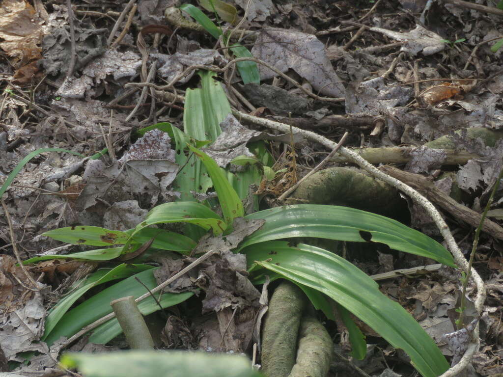 Image of Chloraea membranacea Lindl.