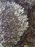 Image of Mougeot's xanthoparmelia lichen