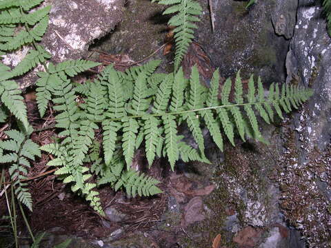 Image de Dryopteris mindshelkensis N. Pavl.