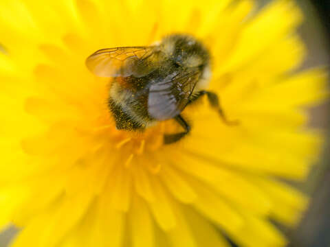 Image of Bombus vancouverensis Cresson 1879