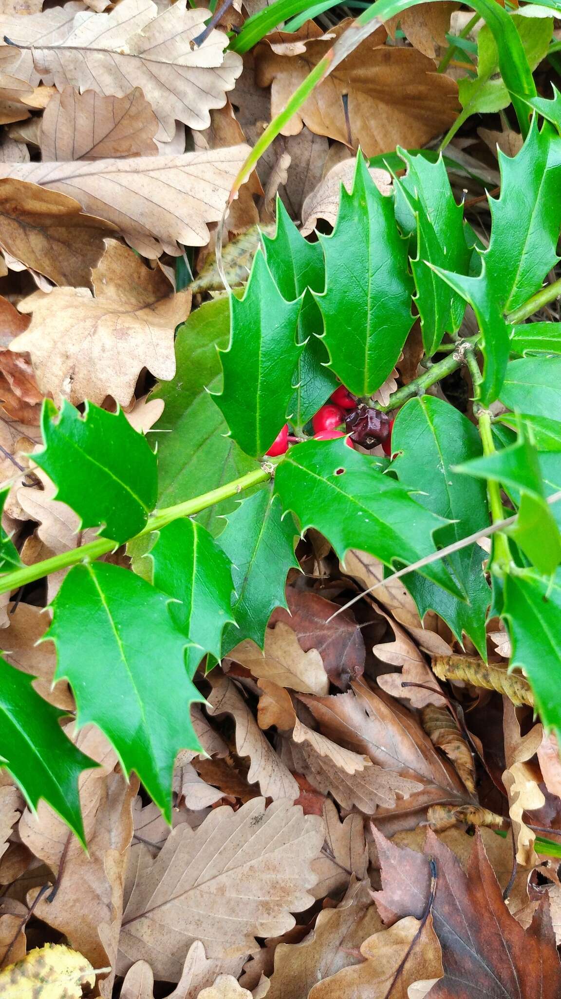 Imagem de Ilex colchica Pojark.