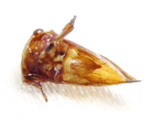 Image of Ophiderma flavicephala Goding