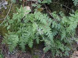 Image of Dudley's lousewort